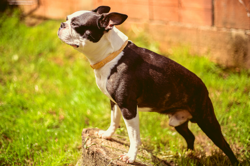 11 Boston Terrier Health Issues You Need To Know