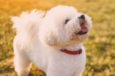 The Bichon Frise's fluffy coat contributes to the distinct look of longhaired Boston Terrier mixed breeds