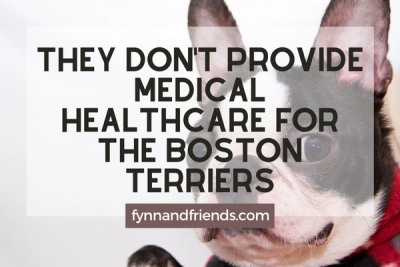 They don't provide medical healthcare for the Boston Terriers