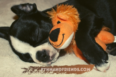 boston terrier puppy sleeping with a lion stuffed toy
