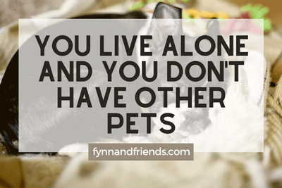 Why you should not buy Boston Terrier: You live alone and you don't have other pets 