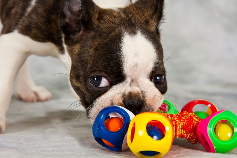 Buying for Boston Terriers: 5 of the Best Dog Toys for the Breed