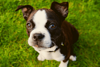 Boston terrier rescue puppy looking up 