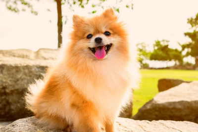 Pomeranians have a fluffy coat by nature 