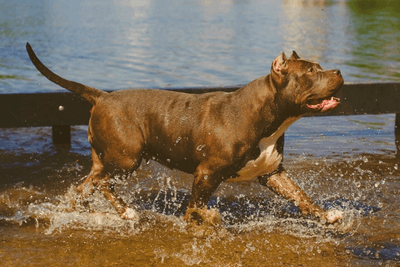 American Pitbull running on water