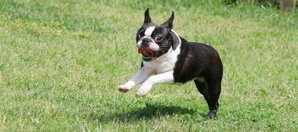 Is Dog Clothing a Necessity for Your Boston Terrier or Just a Fashion Fad?