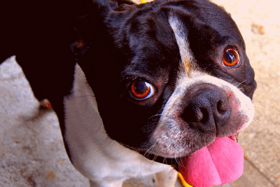 Boston Terrier playfully sticking their tongue out