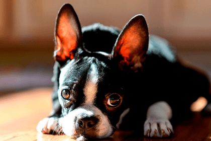 Are Boston Terriers Affectionate? 5 Ways They Show It
