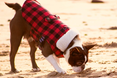 Fat boston terrier on the beach sand