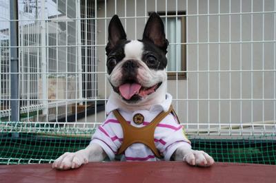 Boston Terrier with white polo shirt leaning over a table and with white playpen in the background