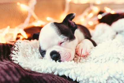 8 Reminders Before Buying Boston Terrier Puppies