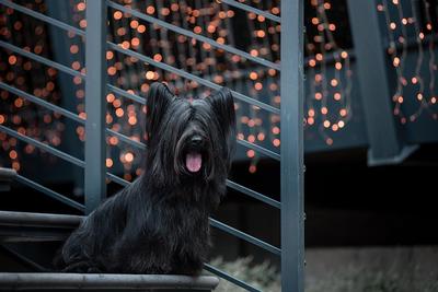 Black Skye Terrier sitting on a black metal staircase with fairy lights on the background