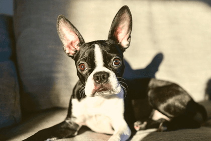 Where To Rescue Boston Terriers in Florida