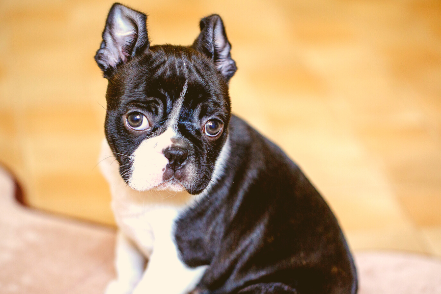 What Are Miniature Boston Terriers & Are They Great For You?