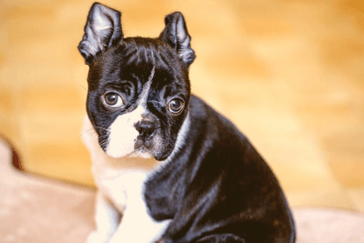 Boston Terrier puppy