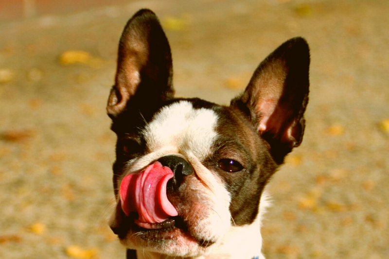 Why Do Boston Terriers Drool A Lot & How To Manage It