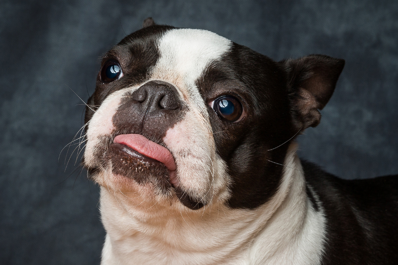 5 Challenges of Raising A Boston Terrier