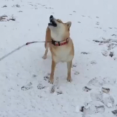 funny_dog_snow