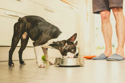 Boston terrier eating dog food