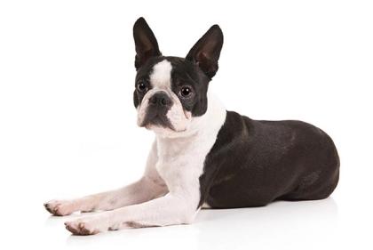 How to Measure Your Boston Terrier for Clothes