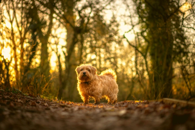 small dog in the woods