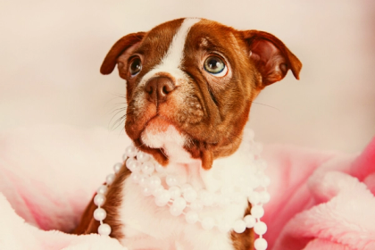 What Is A Red Boston Terrier And How Are They Any Different?
