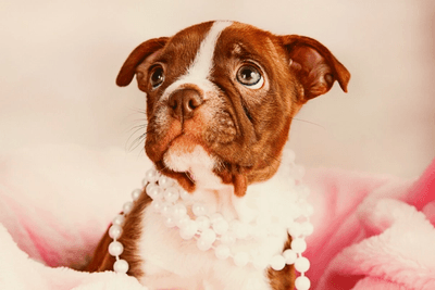 Red boston terrier puppy with pearl necklace and pink background