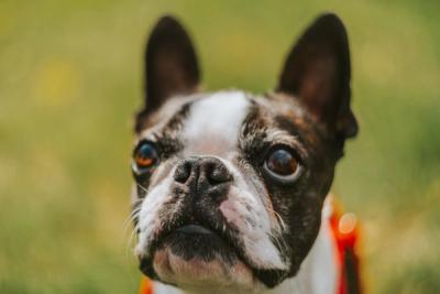 Close Up Shot of Boston Terrier looking up with focus on its brown eyes