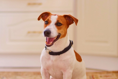 Jack Russel laughing in a living area 