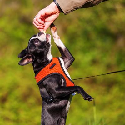 boston terrier leash training