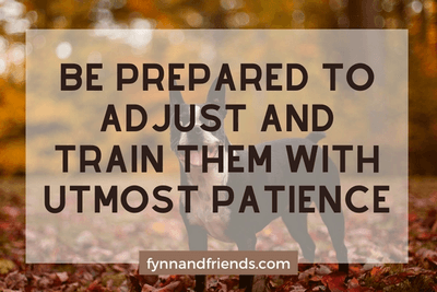 Be prepared to adjust and train them with utmost patience with boston terrier standing and autumn leaves in the background