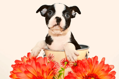 Boston terrier puppy in basket with dahlias