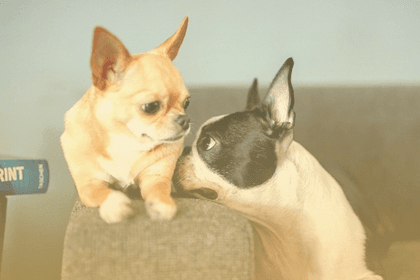 Bo-chi Guide: The Boston Terrier Chihuahua Mix