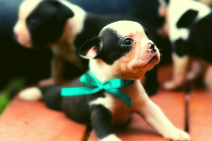 6 Essential Tips On Buying Boston Terrier Puppies
