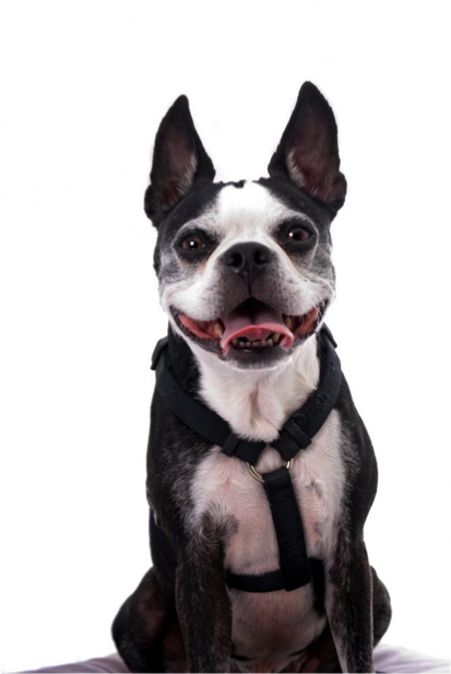 no pull harness for boston terrier