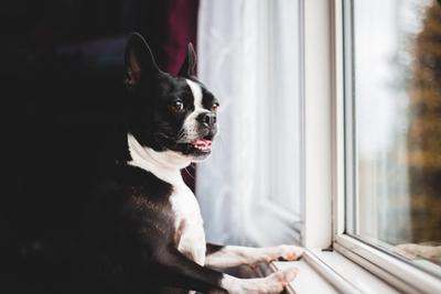 Boston Terrier smiling while standing and looking over a white window pane