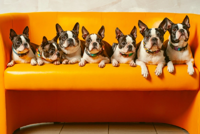 all small dog breeds of Boston Terrier