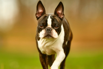Bo-Jack Guide: The Boston Terrierr Jack Russell Mix