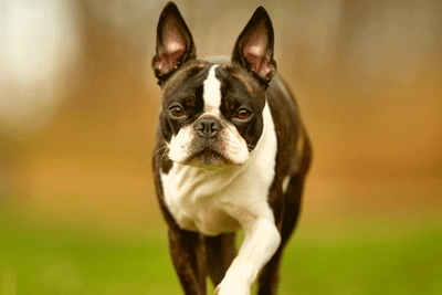 Boston terrier hot sale mix jack russell