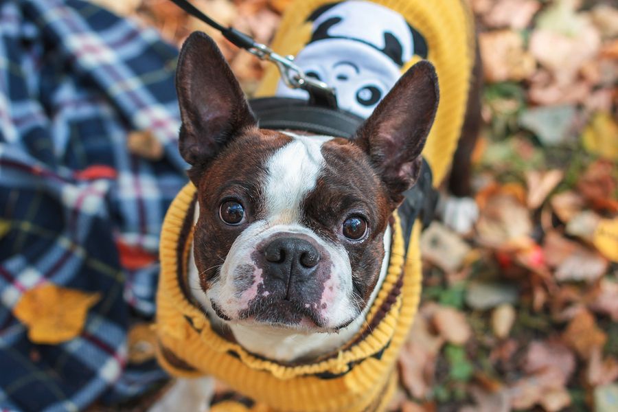 Boston terrier in top clothes