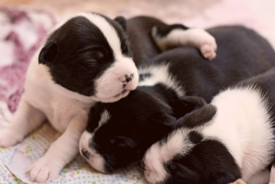 Boston Terrier puppies sleeping