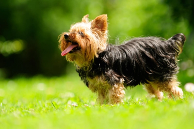 Yorkshire terrier on a grassy lawn poised to run 