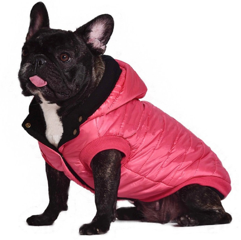 How to Dress Your Boston Terrier in Winter