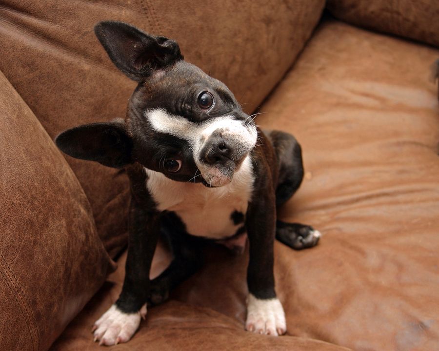 11 Boston Terrier Health Issues You Need To Know