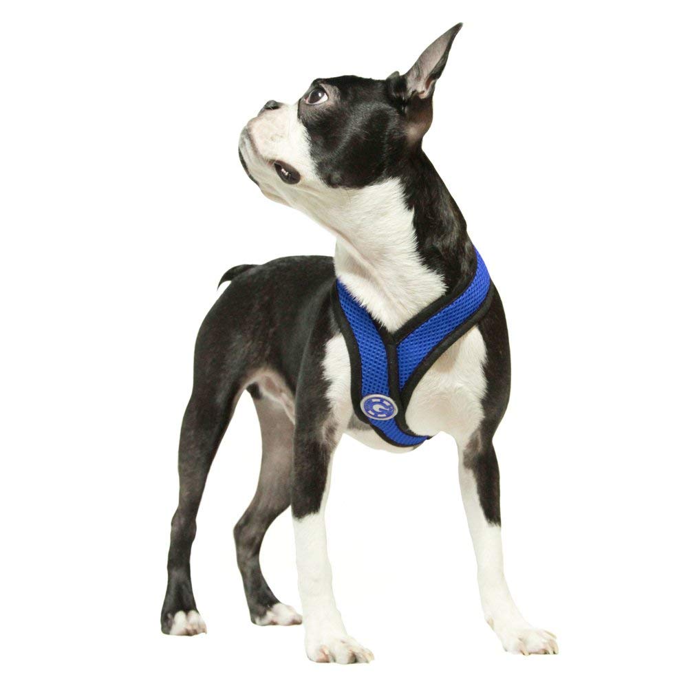 Best collar for boston terrier sale