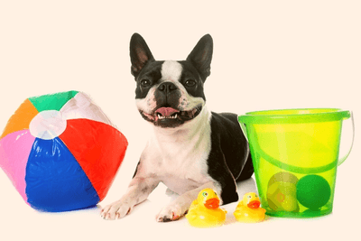 Boston Terrier with toys 