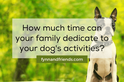 How much time can your family dedicate to your dog's activities? terrier breeds background