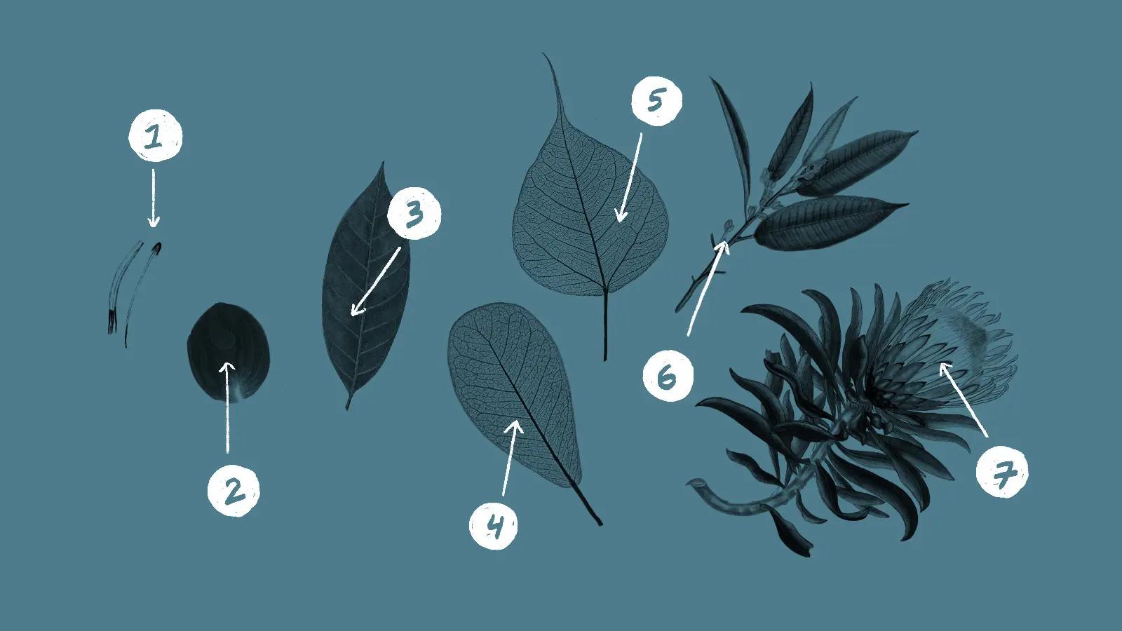 Photo of seven labeled leaves representing seven years of growth