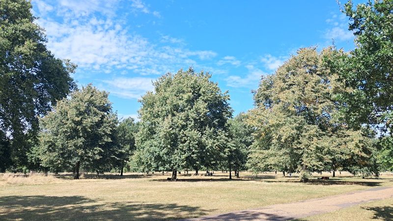 BST Hyde Park 2026: Your Guide to London's Biggest Summer Concert Series