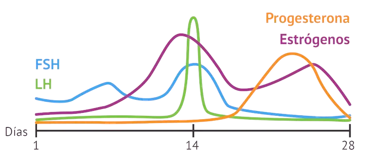 Gráfico de las hormonas del ciclo menstrual: FSH, LH, estrógenos y progesterona a lo largo de 28 días